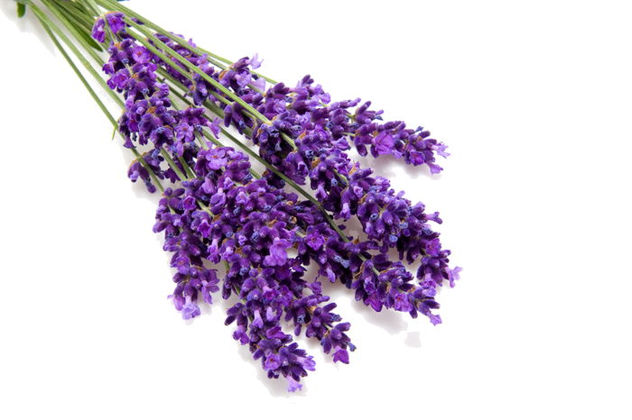 Unknown Perfume