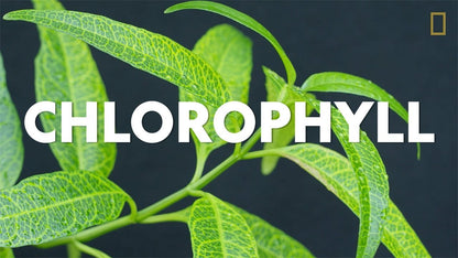 Chlorophyll Soap