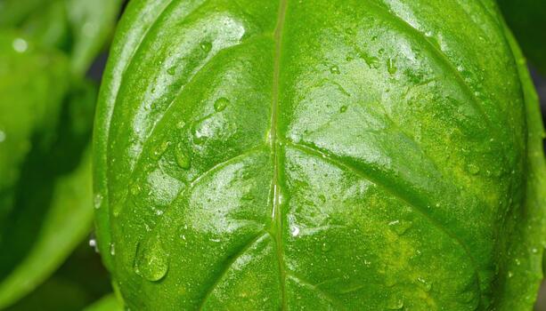 Chlorophyll Soap