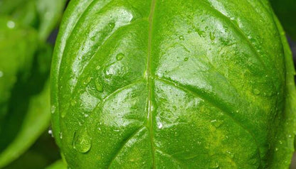 Chlorophyll Soap