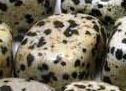 Dalmation Jasper  Stone w/ Black Necklace