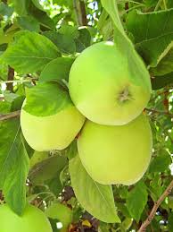 Green Apple Soap
