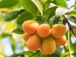 Mango Soap