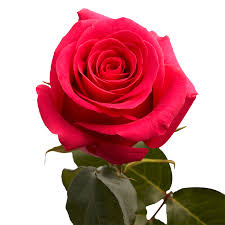 Rose Soap